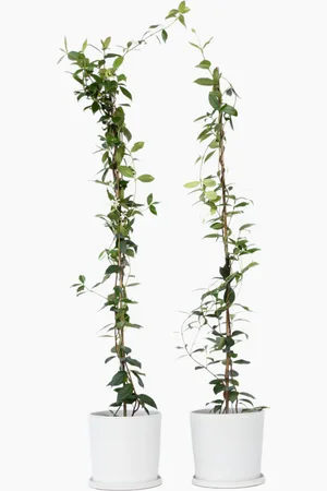 H&M Jasmin - Sæt Af 2 - Grøn