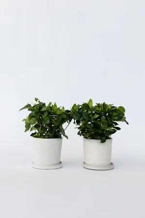 H&M Gardenia Jasminoides - Sæt Af 2 - Grøn