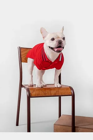 Tommy Hilfiger Dog Flag Collar Polo